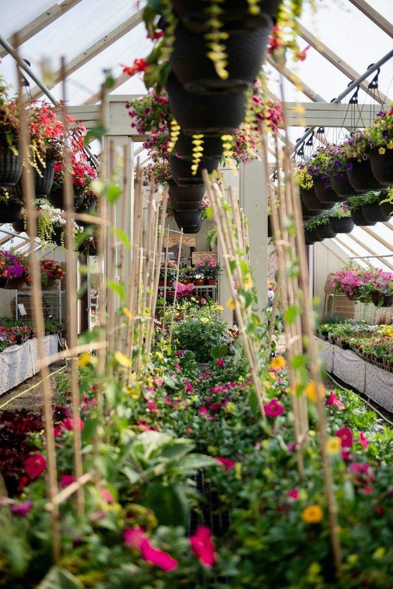 Quelles plantes choisir pour un jardin méditerranéen durable ?
